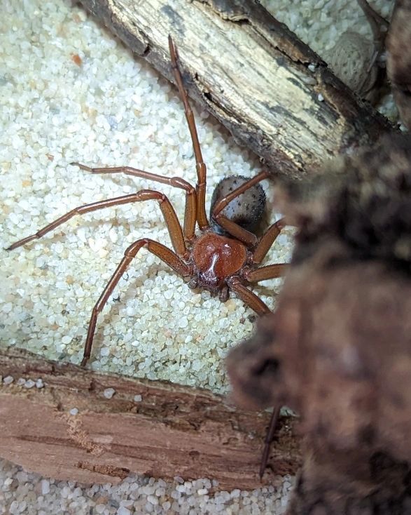 Little Sicarius growing

#sicariusthomisoides #spidersofinstagram instagr.am/p/CrdSCdvs5i9/