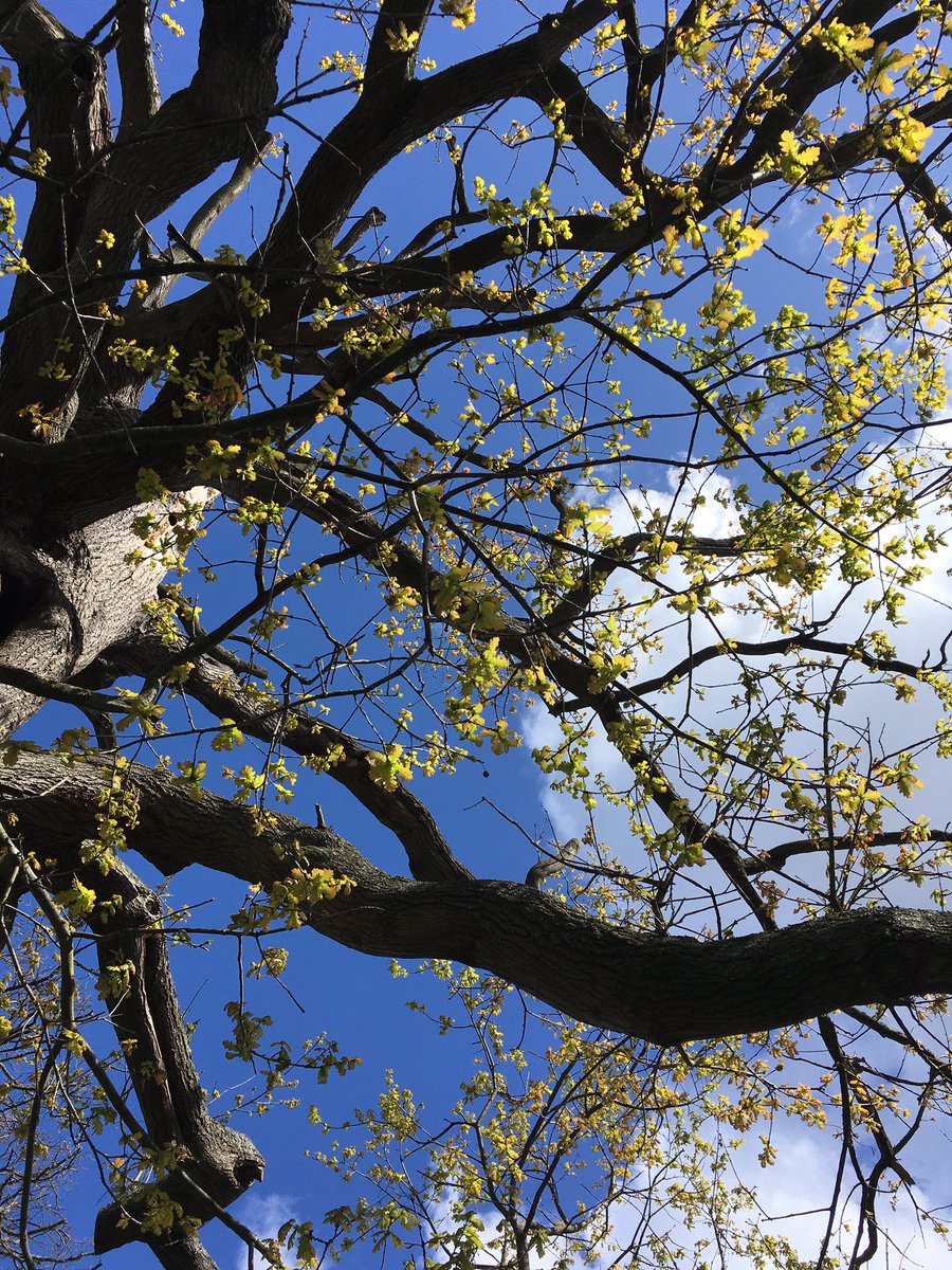 Gorgeous #spring day in #Penge. 
<a href="/catoralexandra/">Friends of Cator and Alexandra</a> is that a shaft of light in your tulips or are you just happy to see me?
