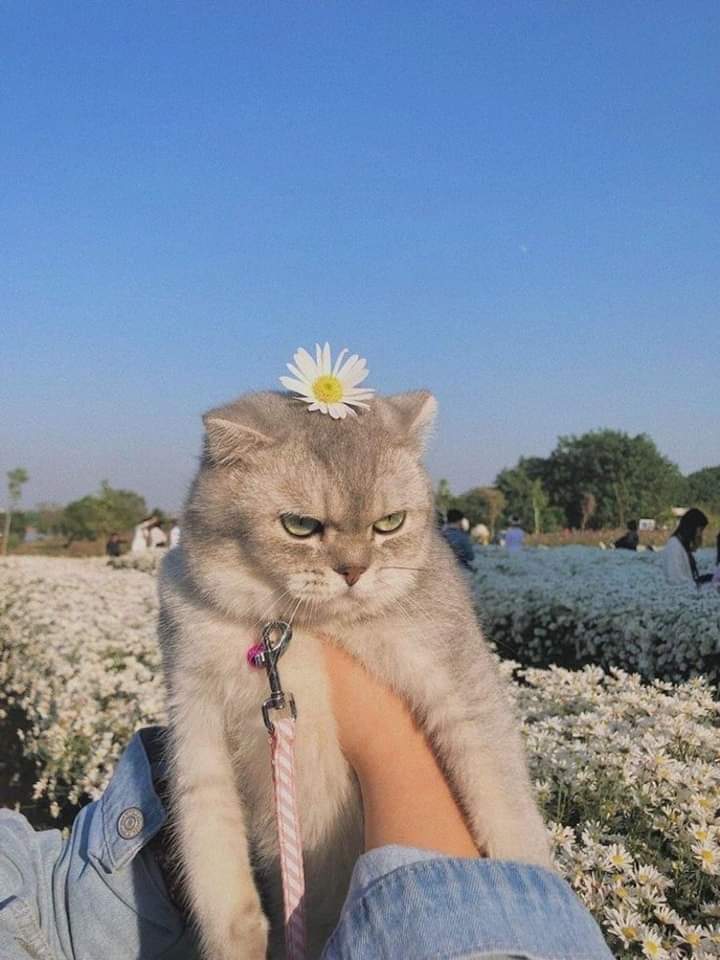 catshealdeprsn's tweet image. 