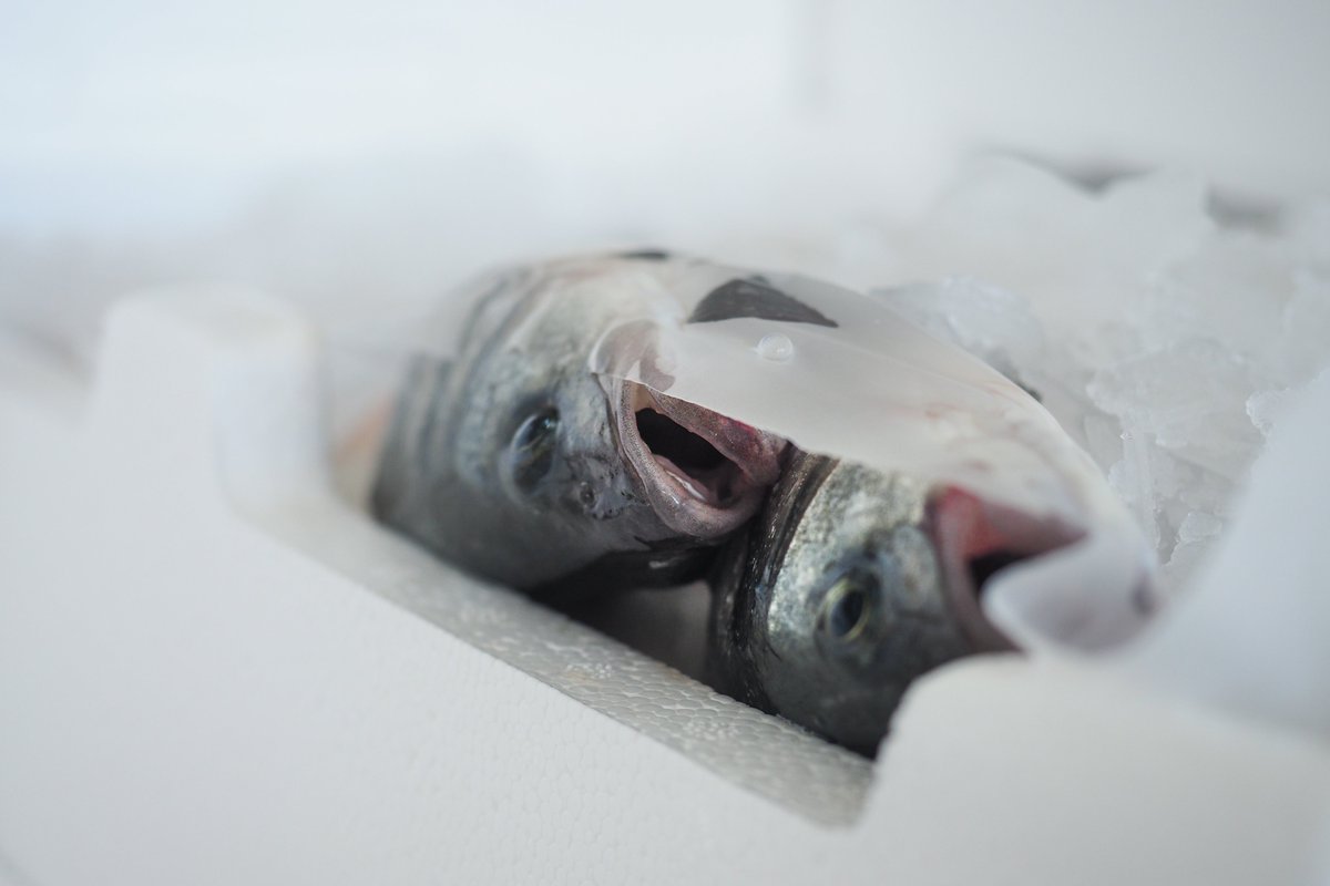 ciwfnl's tweet photo. Miljoenen vissen in kwekerijen met het @BAP_Seafood keurmerk lijden ernstig. Zij verdienen beter. @GSA_Seafood kom nu in actie voor beter vissenwelzijn!
#FishNeedYourHelp #oogvoorvis #ciwfnl https://t.co/o7xdctmhGL