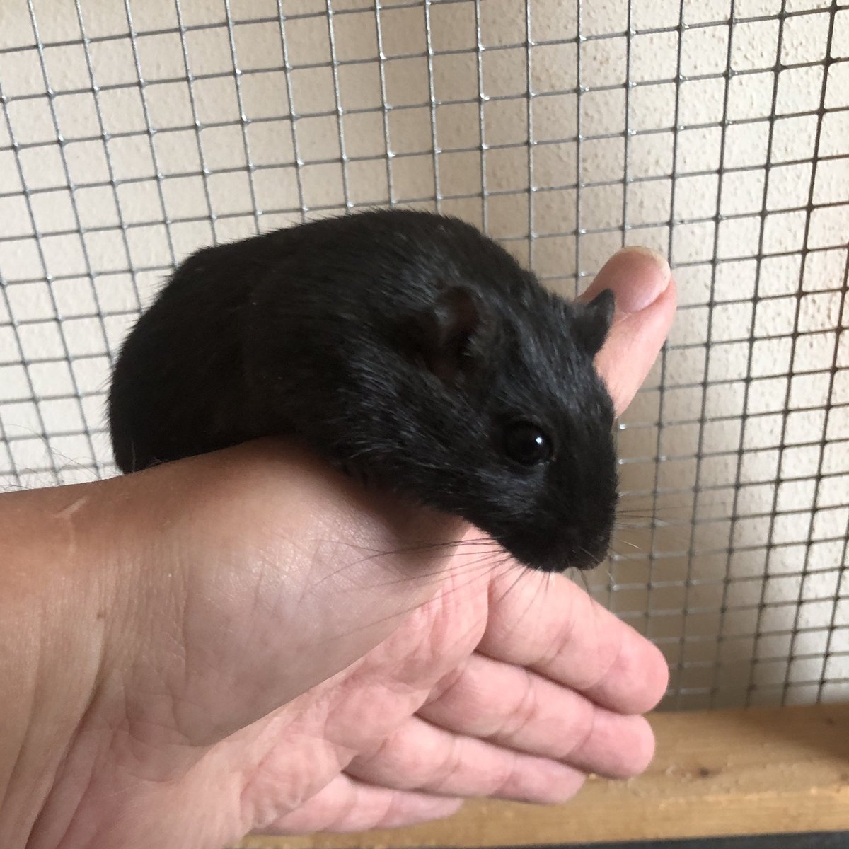 Maushausen's tweet photo. 3 Wochen #reha wieder zu Hause die #Mäuse geknuddelt
Alle wohlauf und „Elisabeth von Xanten“ konnte es natürlich nicht lassen direkt auf die Schulter zu klettern
https://t.co/LFKq9q3q2s
#Gerbil #Gerbiliane #Wüstenrennmaus #Rennmaus #Rennmäuse #Springmaus #Wüstenspringmaus #Maus https://t.co/gfVZtguOQt