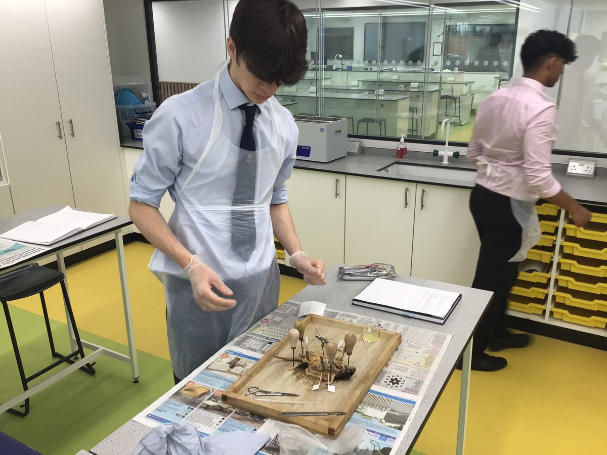 Reed's Science Dept. (@reedsscience) on Twitter photo L6th Biology dissections! As part of their required practical work, students had to research their own method before dissecting a heart, rat or frog and then identify the key organs <a href="/ReedsSchool/">Reed's School Cobham</a> #curiosity #independence L6th Biology dissections! As part of their required practical work, students had to research their own method before dissecting a heart, rat or frog and then identify the key organs <a href="/ReedsSchool/">Reed's School Cobham</a> #curiosity #independence