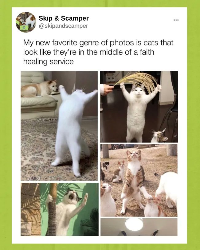 SkipandScamper's tweet photo. Now this is a cult I could get into... 

#cats #pets #animals #catmemes #religiouscats https://t.co/k3Qq58fjHZ