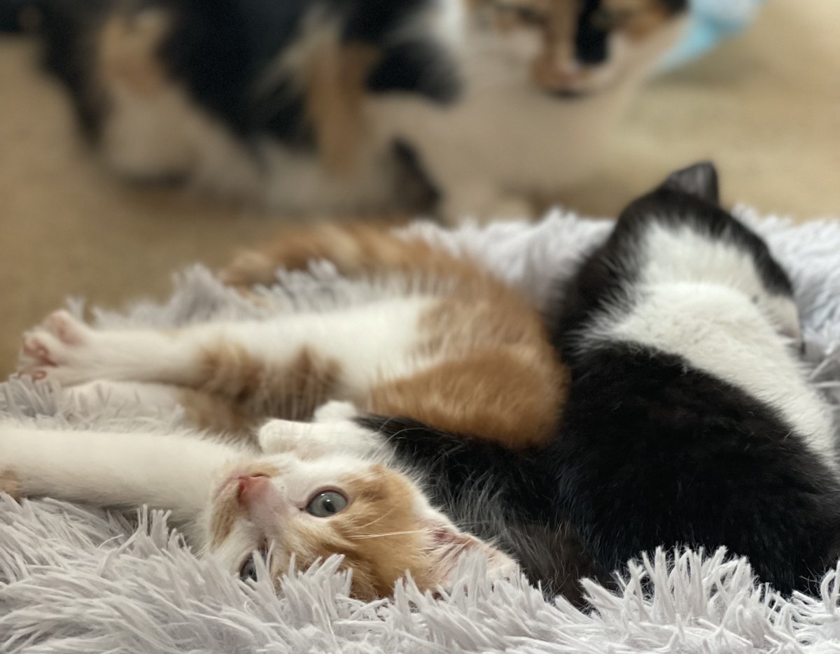 Chris Burkill tweet media