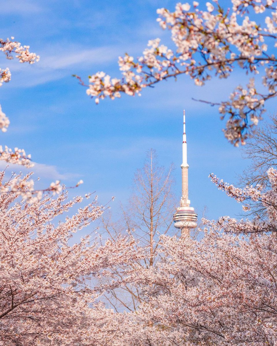 TOMarriottCC's tweet photo. Cherry blossom season comes and goes so fast. Get a chance to see these in full bloom as they'll be blown away in early May.

There are a few places to spot the cherry blossoms, including Trinity Bellwoods Park which is only 20 minutes away.

📸 IG/buyanova_ann

#TOSpring https://t.co/LUPaHh3vZS