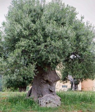 Puglia is a region where ancient olive trees often sport bizarre, fantastical shapes, often twisting and turning about themselves. L’Ulivo Pensieroso (the Thinking Olive Tree) is a (possibly 500 year old) plant with a very peculiar human appearance buff.ly/3mPS9V5