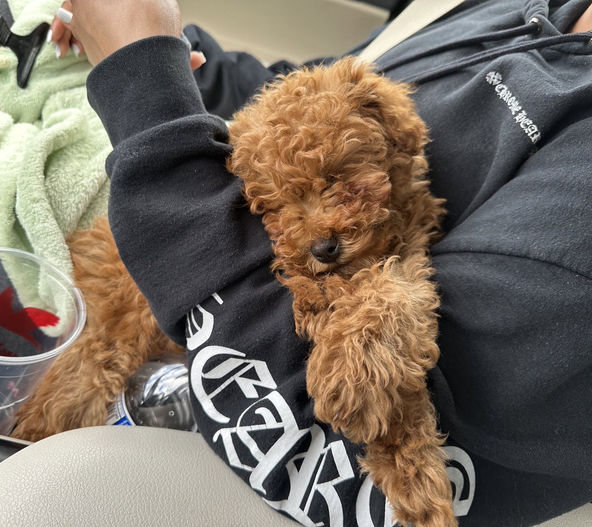 GoldenBekah's tweet photo. My big baby Bino 🐶💙 https://t.co/dbDyJtlvBC