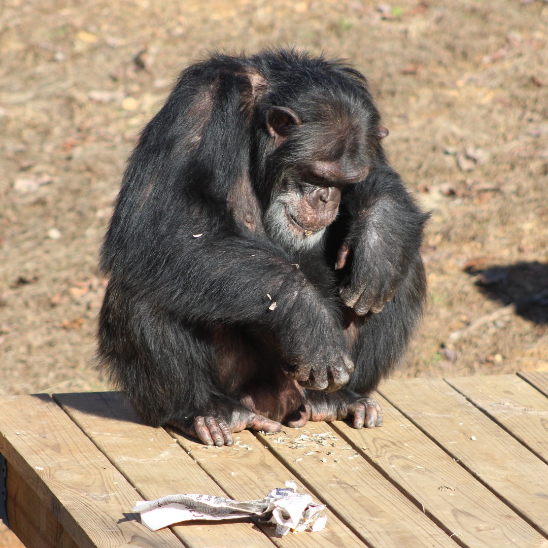 projectchimps's tweet photo. "Scooter" is #ScottChimp! He is a very playful chimp and he loves peanuts. Please consider gifting him some from our #wishlist here: https://t.co/JKvOYo5Ngf https://t.co/k1y9MH4Z4f