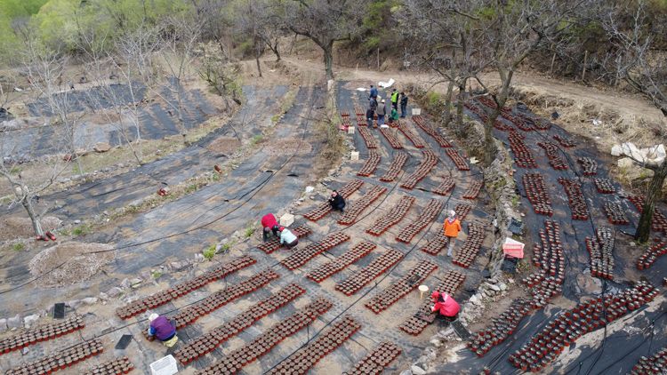 BJNewsWorld's tweet image. Villagers are carrying out special #springplowing in Mentougou District in #Beijing.
m.bjnews.com.cn/detail/1682396…