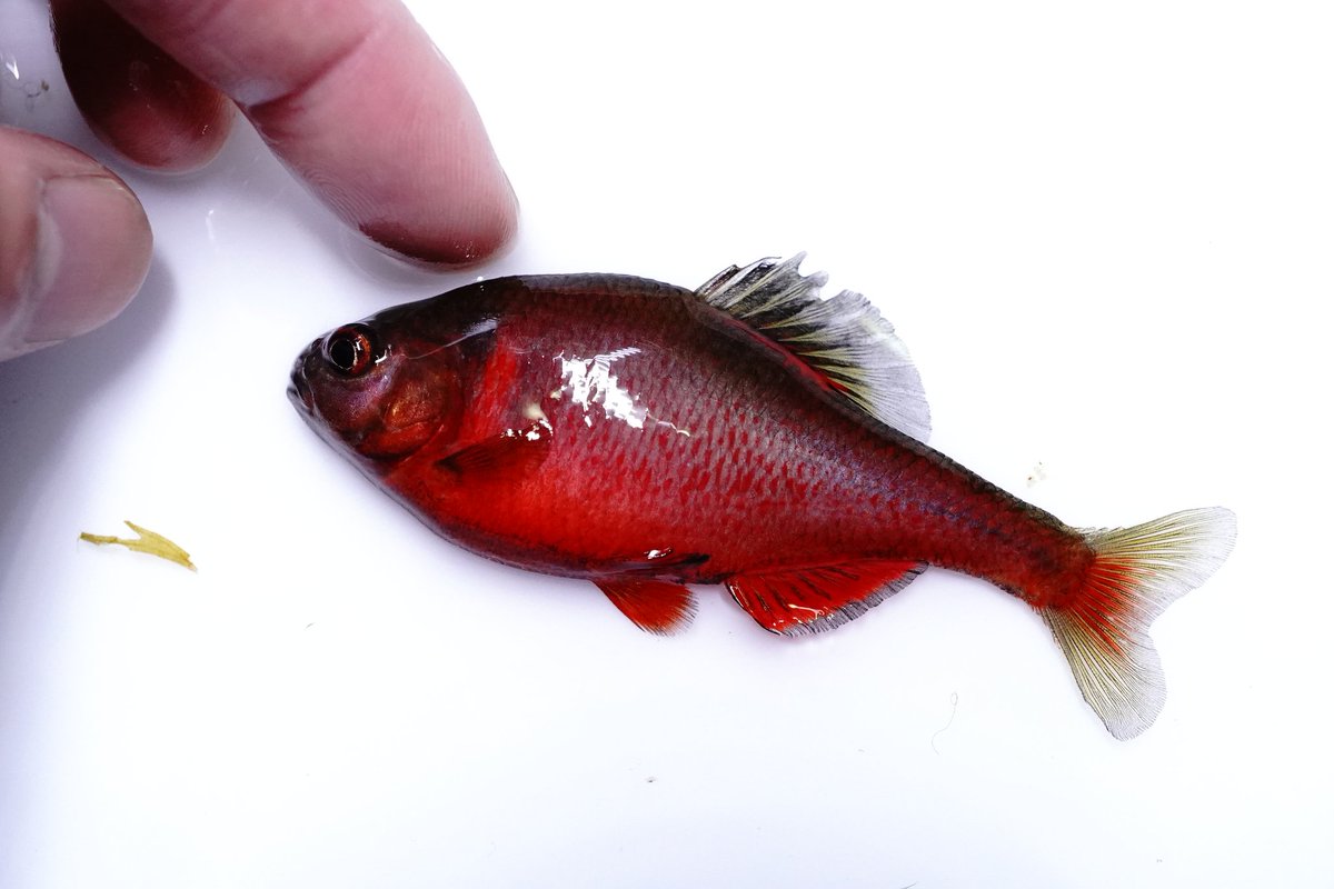masouCyprinidae's tweet photo. これがフル発色かと思います。

クレナイバラタナゴF2 https://t.co/c29WfVPotT