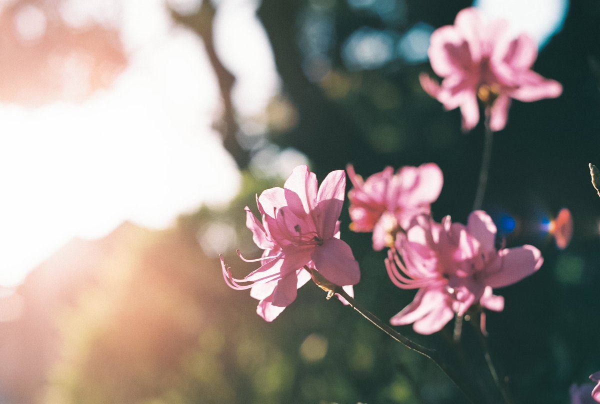 『 flower 』

今日はとある作品撮りの打ち合わせでした。
どんな風に作り込んでいくか今からワクワク🤭

2023.04.25

#フィルムカメラ
#film