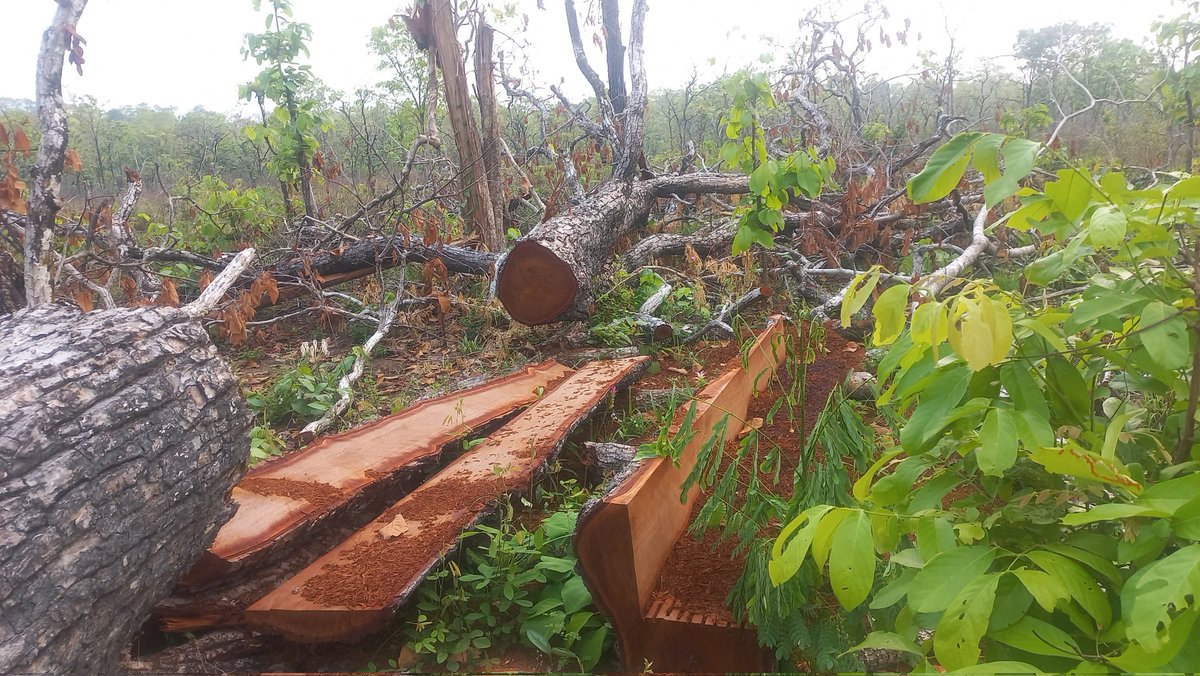 ThornOkay's tweet photo. #PreyLang #ព្រៃឡង់ #cambodia2023 

April 17-21, 2023
Preah Vihear province.  In this study tour, our team saw the most serious and serious deforestation.  Most of the deforestation is of kram, chlich, teal, sralao, and some other valuable species.  https://t.co/we4It2uw9f https://t.co/TA0Yz8dURd