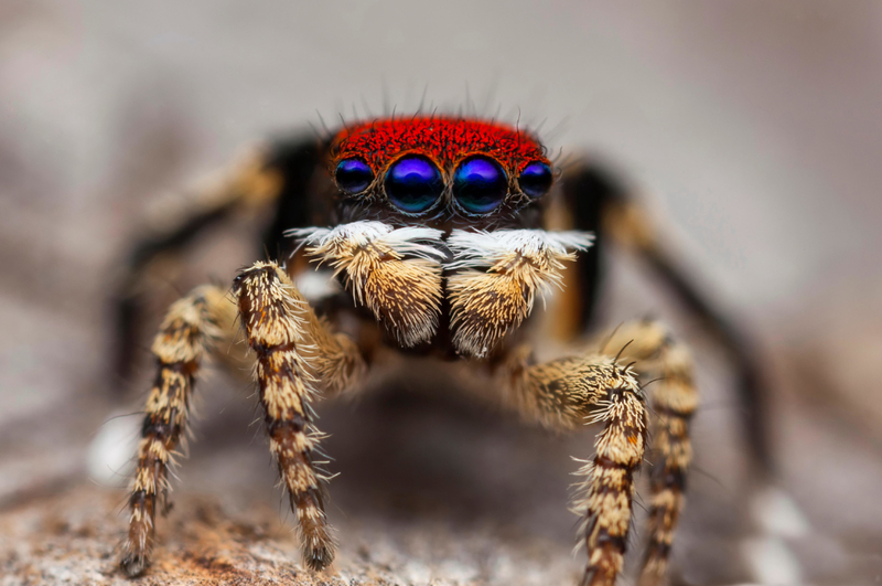 Australia's peacock spider has a mating ritual that proves animals can be just as romantic as humans. - domesticatedcompanion.com/like_259273/ #animals #australia #spider