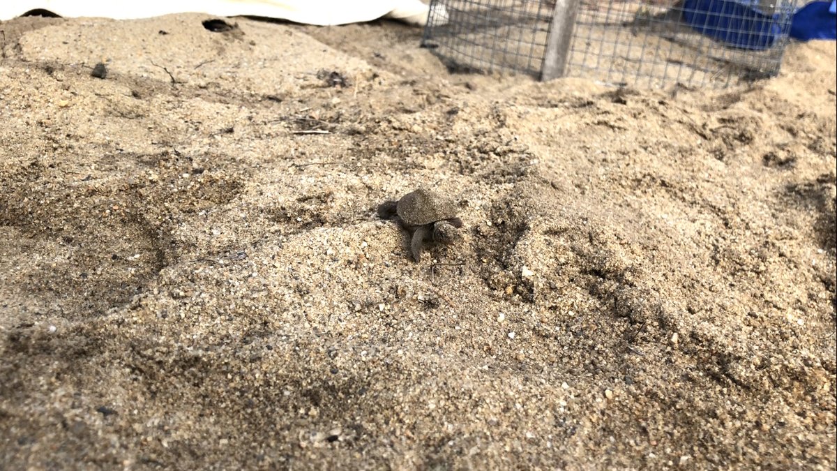 Rubenstein School (@uvm_rsenr) on Twitter photo RSENR Honors College Thesis Defense Seminar: 4/27 11am ET. Eamon Caffrey will present research "Effects of Substrate Type on Threats to Threatened Northern Diamondback Terrapin 
Nest Success in Cape Cod MA."
Aiken 311 or Teams: go.uvm.edu/6lh1j <a href="/UVMHonors/">UVM Patrick Leahy Honors College</a> <a href="/BAMdoesscience/">Brittany A. Mosher</a> RSENR Honors College Thesis Defense Seminar: 4/27 11am ET. Eamon Caffrey will present research "Effects of Substrate Type on Threats to Threatened Northern Diamondback Terrapin 
Nest Success in Cape Cod MA."
Aiken 311 or Teams: go.uvm.edu/6lh1j <a href="/UVMHonors/">UVM Patrick Leahy Honors College</a> <a href="/BAMdoesscience/">Brittany A. Mosher</a>