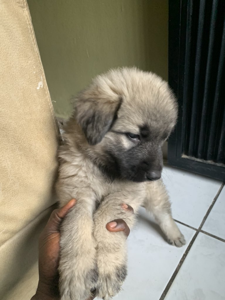 mcmiti_'s tweet photo. Happy 4 months birthday to my Missy. She is a pure Caucasian breed.
If you have a male worthy of her in the next 4 months, drop his picture in the comment section.
#privatetrips
Photoshop Man of God. https://t.co/45GENnuZ1D