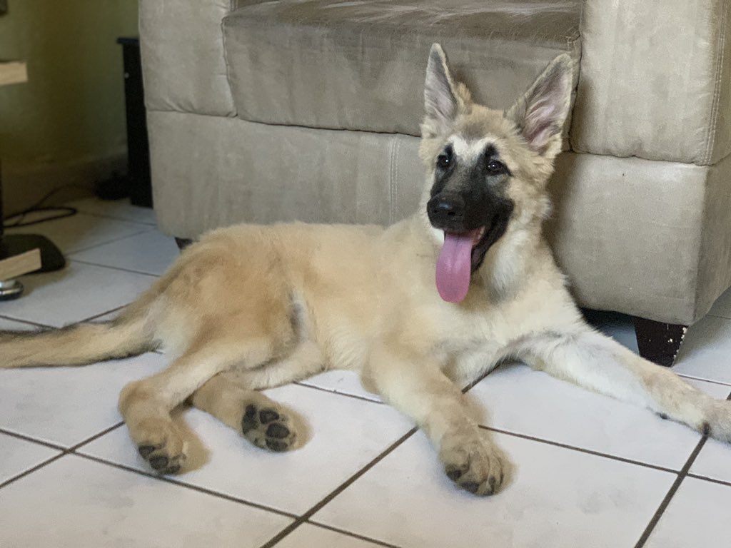 mcmiti_'s tweet photo. Happy 4 months birthday to my Missy. She is a pure Caucasian breed.
If you have a male worthy of her in the next 4 months, drop his picture in the comment section.
#privatetrips
Photoshop Man of God. https://t.co/45GENnuZ1D