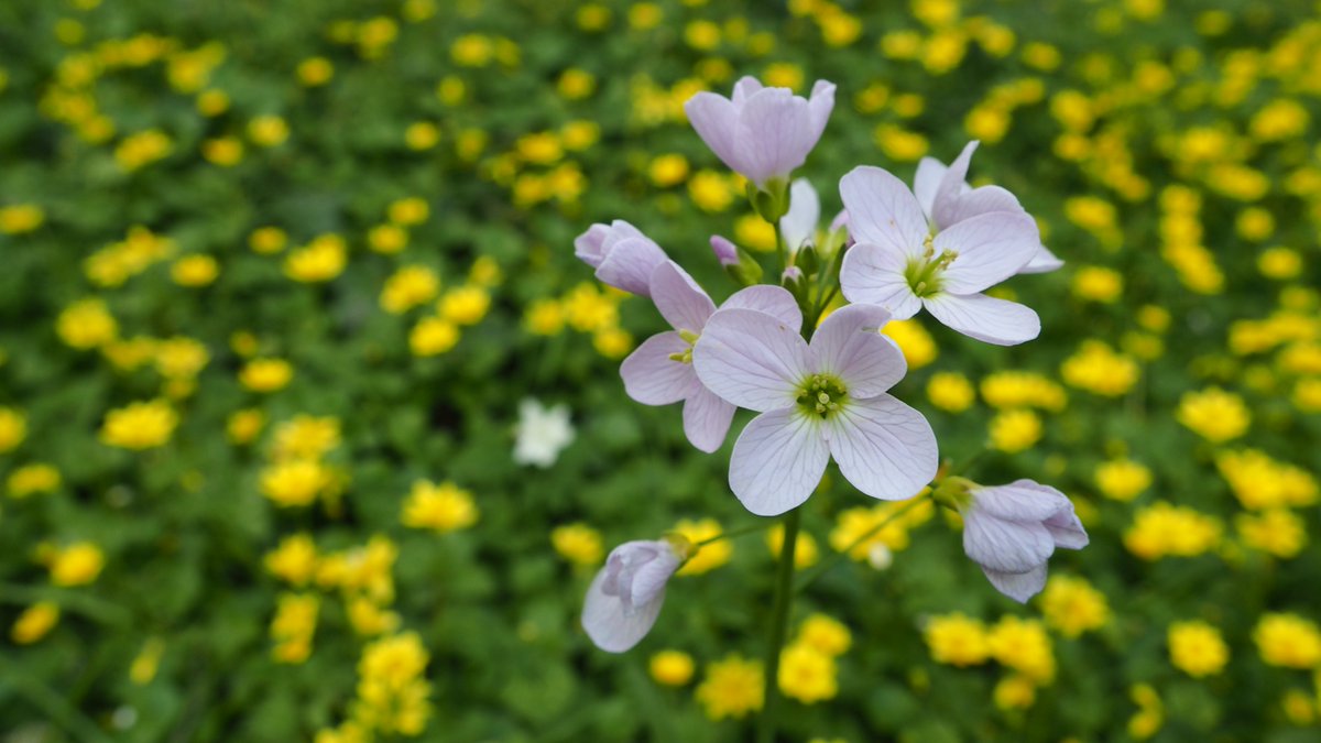 123Walks's tweet image. Wildflower spotter sheet &amp;amp; map for #Bexhill Highwoods, all pics taken on this site. See 123 Walks website for even more nature walks.
#getwalking #springwalks #naturewalks #getactive #walkforwellbeing @ActiveRother @activesussex @discoverbexhill @Bexhill_On_Sea