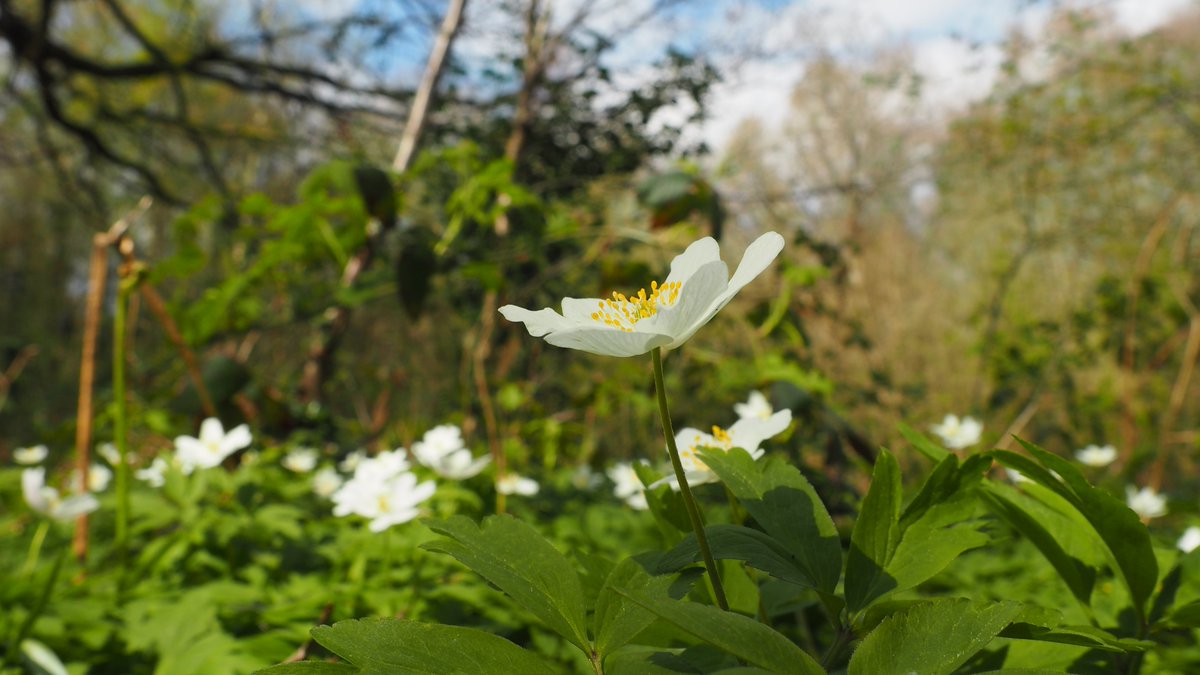123Walks's tweet image. Wildflower spotter sheet &amp;amp; map for #Bexhill Highwoods, all pics taken on this site. See 123 Walks website for even more nature walks.
#getwalking #springwalks #naturewalks #getactive #walkforwellbeing @ActiveRother @activesussex @discoverbexhill @Bexhill_On_Sea