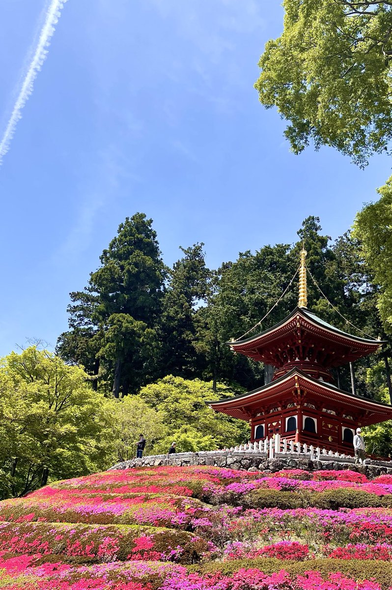 styleplus_color's tweet photo. 勝尾寺　大阪府箕面市

シャクナゲやサツキ
色とりどりの花たちが
見事な美しさで迎えてくれました
5月の勝尾寺おすすめです。
　
#箕面
#みのお
#minoh
#勝尾寺
#勝ちダルマ
#新緑カーニバル
 @OsakaMinoh_KNK https://t.co/segJoQD0mF