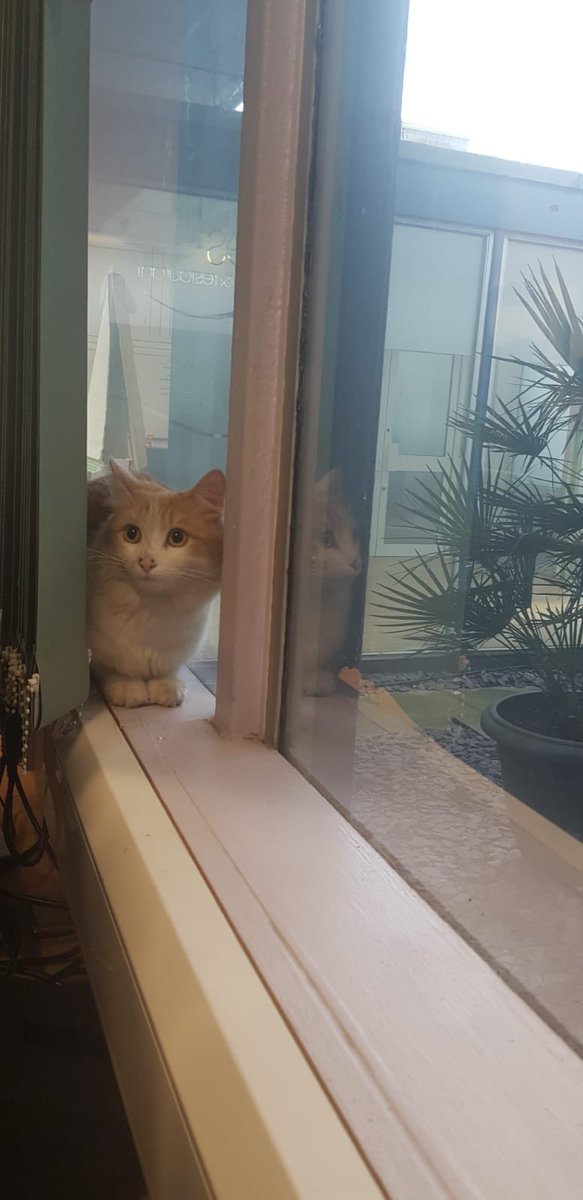 We had a very unexpected visitor in the The Hillingdon Hospitals NHS Foundation Trust this morning. Male and no chip. We have taken the cat to the RSPCA Crescent parade, Uxbridge road.