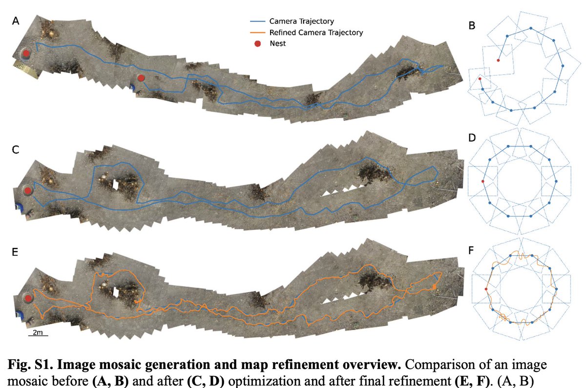 XimCerda's tweet photo. Follow the ants! My friends Mike Mangan @MichaelManganUK and Antoine Wystrach have published an excellent methodological paper with data obtained in Seville with Cataglyphis velox. CATER: Combined Animal Tracking &amp; Environment Reconstruction https://t.co/kav17yfjln https://t.co/0WRVMEQrT6