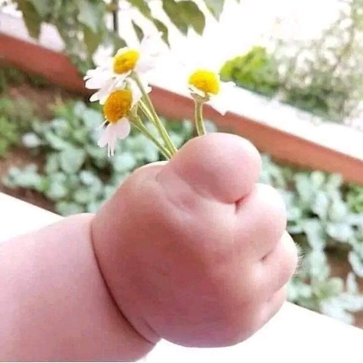 imissyou256's tweet photo. I found this interesting because of that golden smile that no adult will ever have it again 😂and the way the baby holds the flower..This is amazing 💞💙☀️ https://t.co/wjmm3nxgc6
