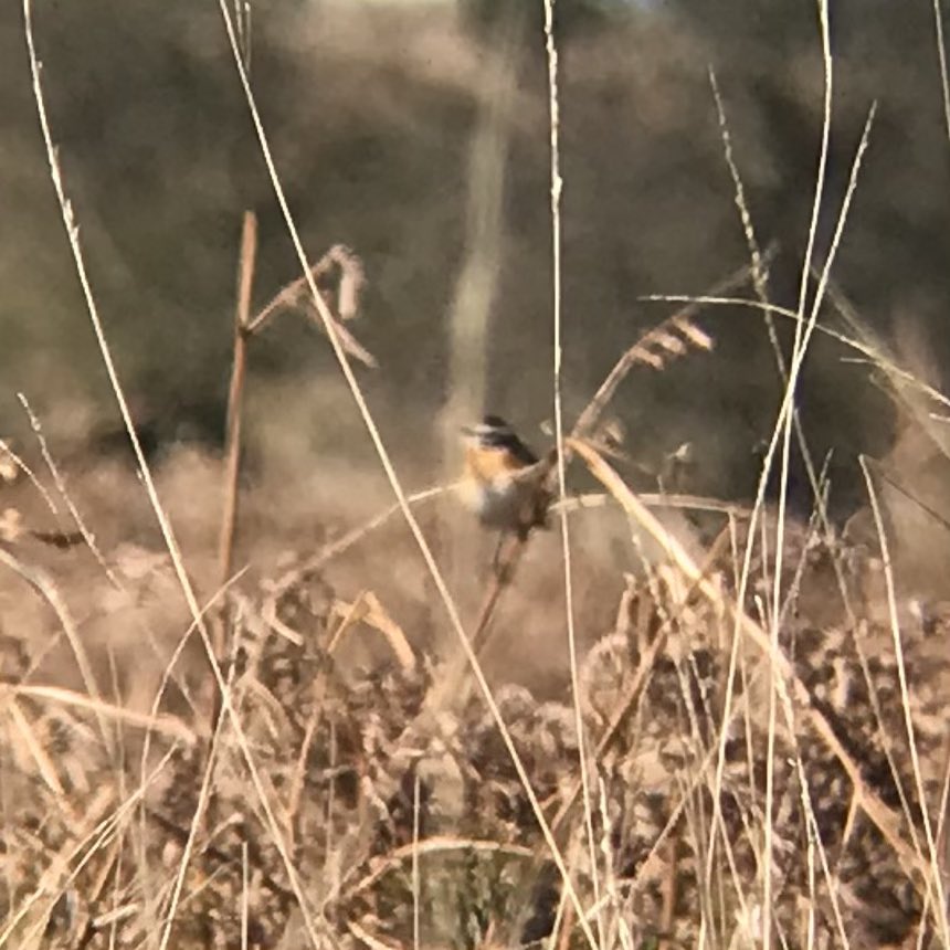 sthomp98's tweet photo. Nice stroll around Dunkery Beacon this morning - thought I’d make the most of the weather. Highlights were singing Cuckoo, pair of Redstarts and a Whinchat. @somersetbirds https://t.co/mWo3rZZVLS