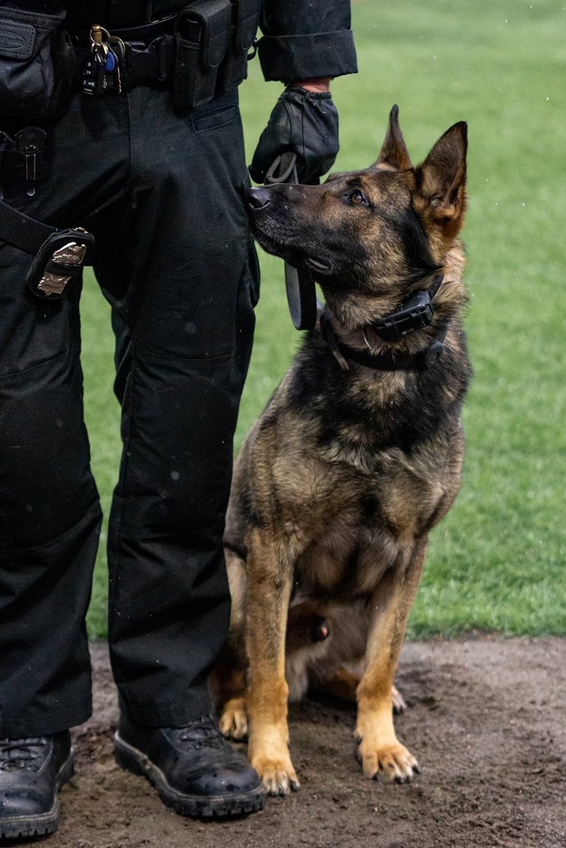 The016 (@inthe016) on Twitter photo A customer visiting an #Auburn business reported a gun stolen from his car. <a href="/WorcesterPD/">Worcester PD</a> K9 Boomer was brought in and found the gun, resulting in the arrest of an employee of the business.
the016.com/blogs/4/1846/w… A customer visiting an #Auburn business reported a gun stolen from his car. <a href="/WorcesterPD/">Worcester PD</a> K9 Boomer was brought in and found the gun, resulting in the arrest of an employee of the business.
the016.com/blogs/4/1846/w…
