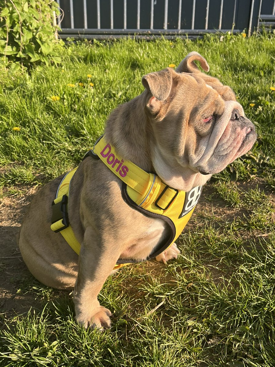Doris da Bulldog tweet media