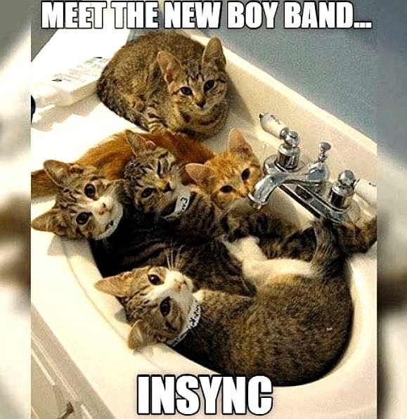 KenoshaPlumbing's tweet image. Don't tell them the new Backstreet Boys are the ones digging up the front lawn! It'll lead to the most adorable dance off ever!!!

#plumbermemes #plumberhumor #plumbers  #plumbinglife  #plumbingproblems  #nsync #backstreetboys #boybands #kenoshaplumbing #CatsofTwittter