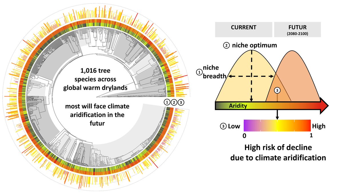 GlobalChangeBio's tweet photo. || NEW RESEARCH ||
Tree biodiversity of warm drylands is likely to decline in a drier world

📄 https://t.co/A29DSmhzfZ https://t.co/gFBW1IJaoi