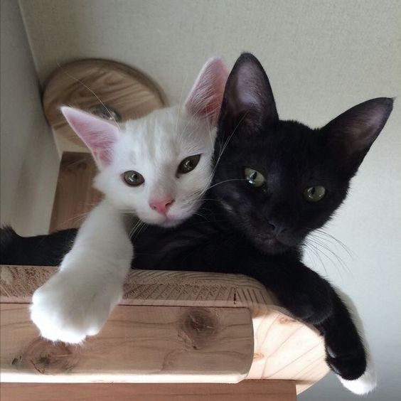 🏳️‍🌈 tweet media