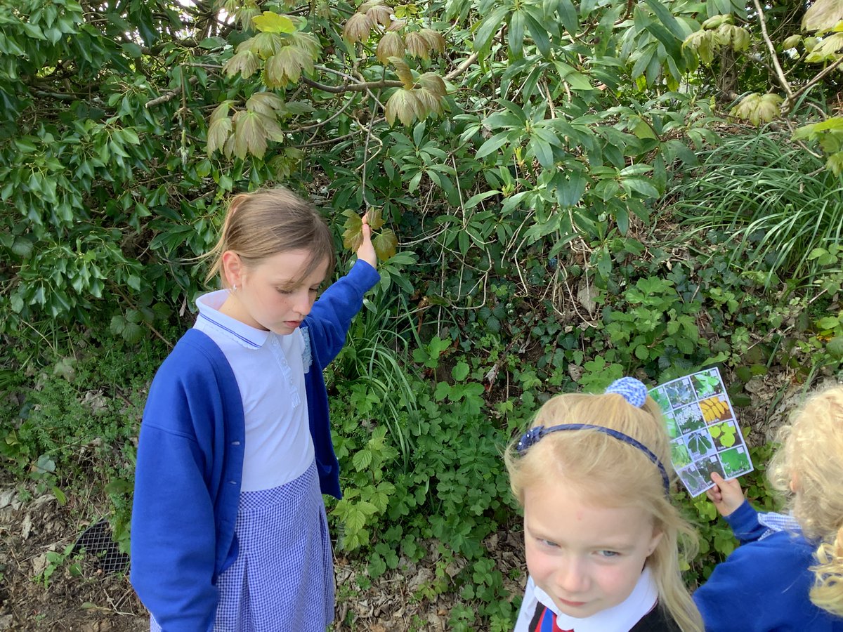 StMellionCofE's tweet photo. This afternoon Class One took the opportunity to apply their science learning about deciduous and evergreen trees by seeing if they could identify them within the school grounds and classify them into either group. π²π³
Team St Mellion π
#BringScience #BringIt https://t.co/uPD3R7Nbor