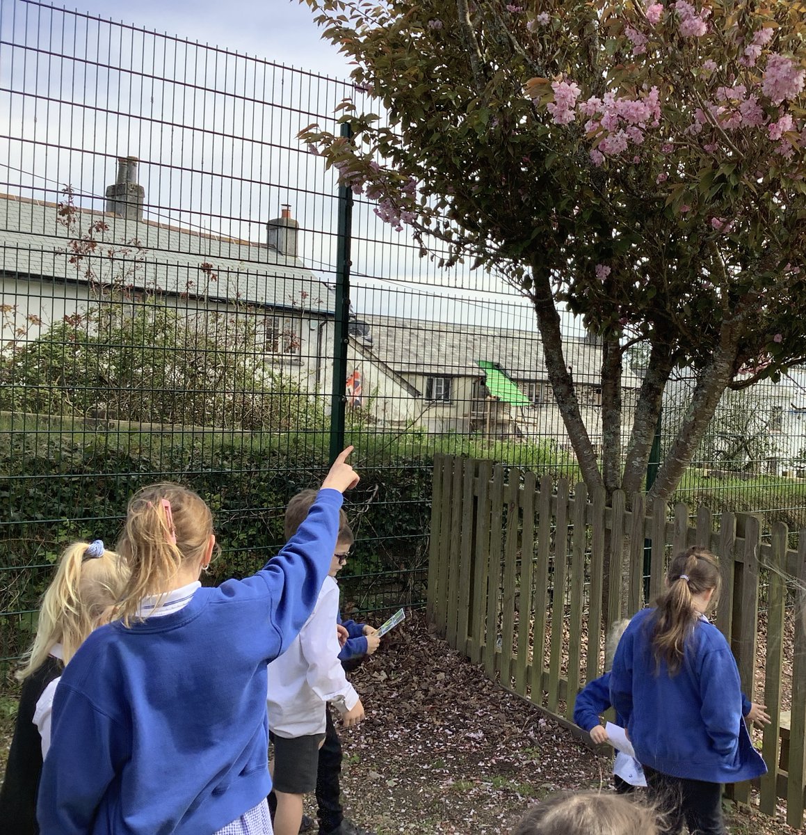 StMellionCofE's tweet photo. This afternoon Class One took the opportunity to apply their science learning about deciduous and evergreen trees by seeing if they could identify them within the school grounds and classify them into either group. π²π³
Team St Mellion π
#BringScience #BringIt https://t.co/uPD3R7Nbor