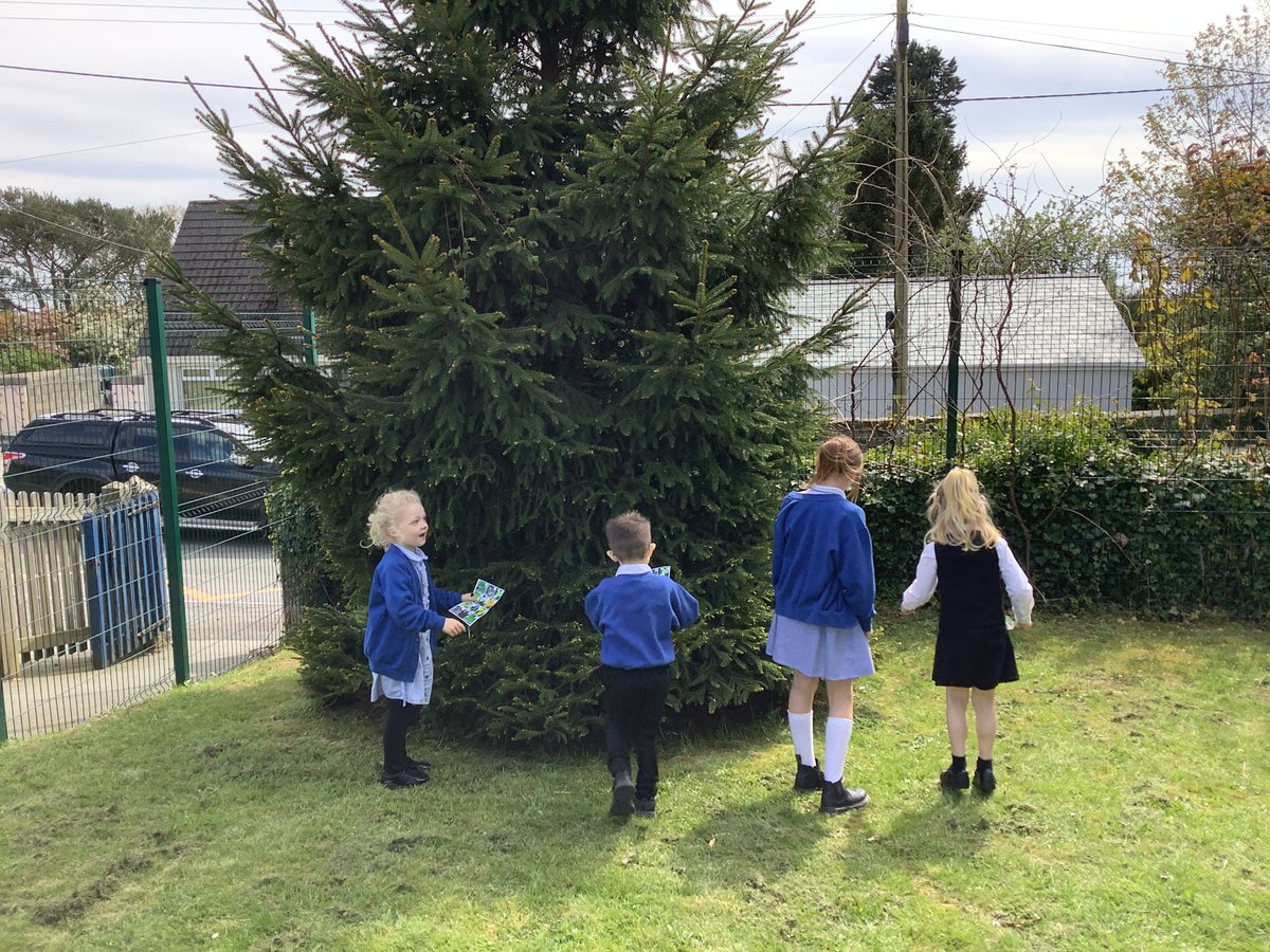 StMellionCofE's tweet photo. This afternoon Class One took the opportunity to apply their science learning about deciduous and evergreen trees by seeing if they could identify them within the school grounds and classify them into either group. π²π³
Team St Mellion π
#BringScience #BringIt https://t.co/uPD3R7Nbor