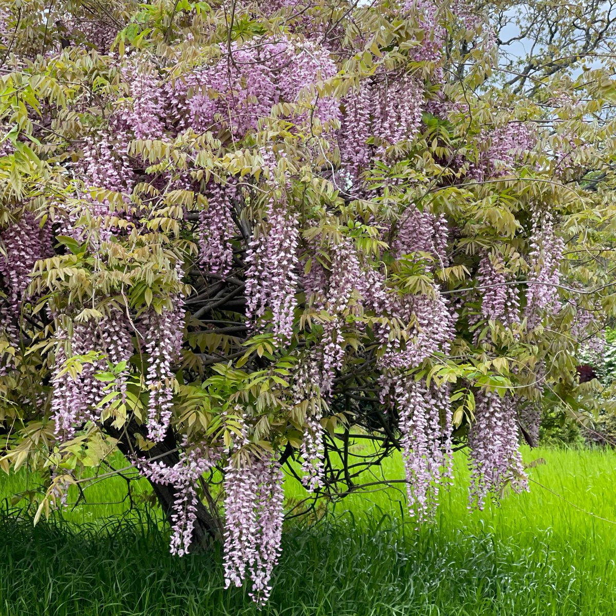 P. Allen Smith tweet media