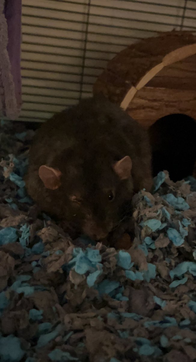 Our favorite rat passed away yesterday. He was the loveliest little creature and we’re just so heartbroken…