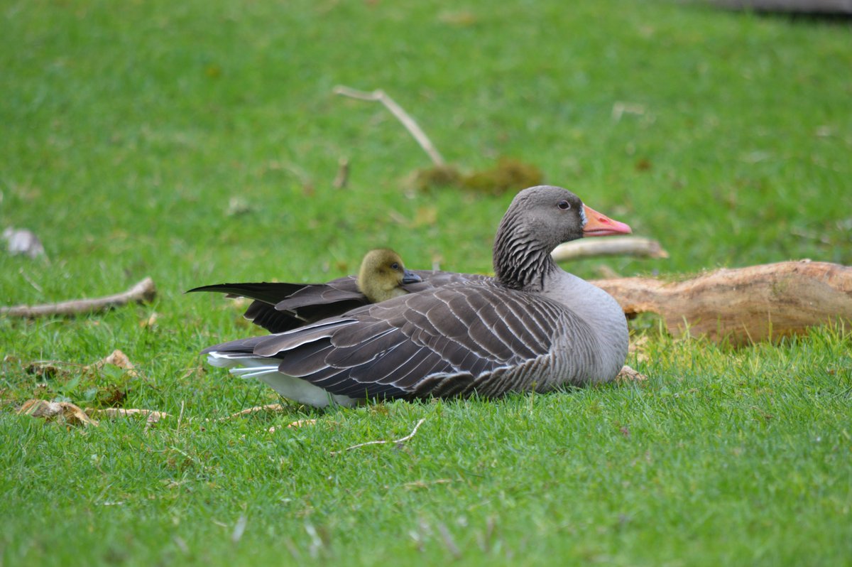 Kendo relaxing with her gosling, who is nearly two weeks old.
