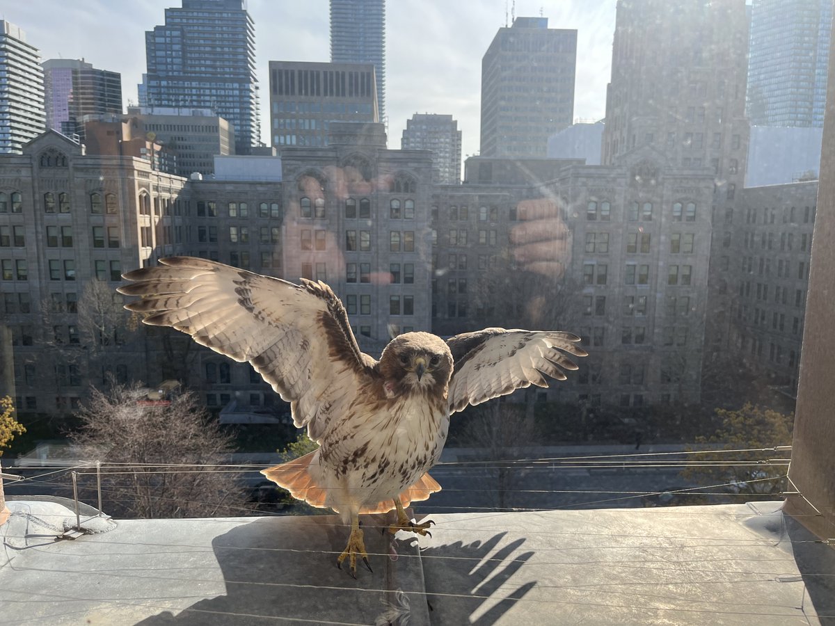 PeggySattlerNDP's tweet photo. #hawkcam #birdsoftwitter #redtailedhawk #hawks #toronto #queenspark #onpoli https://t.co/FQUeaA7RJP