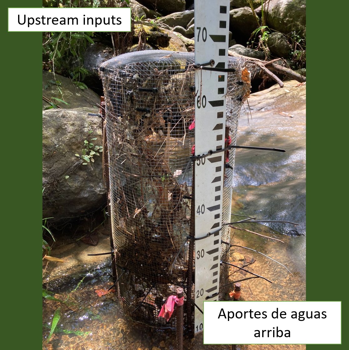 ARamirezLab's tweet photo. Monitoring inputs of leaf litter into streams. Vertical, lateral, and upstream inputs of leaf litter are important for the functioning of our study stream in Puerto Rico. 

On the downside, there is now a major pile of litter samples accumulating in the lab!

@LUQLTER #StreamFRE https://t.co/S4tj1HCMuI
