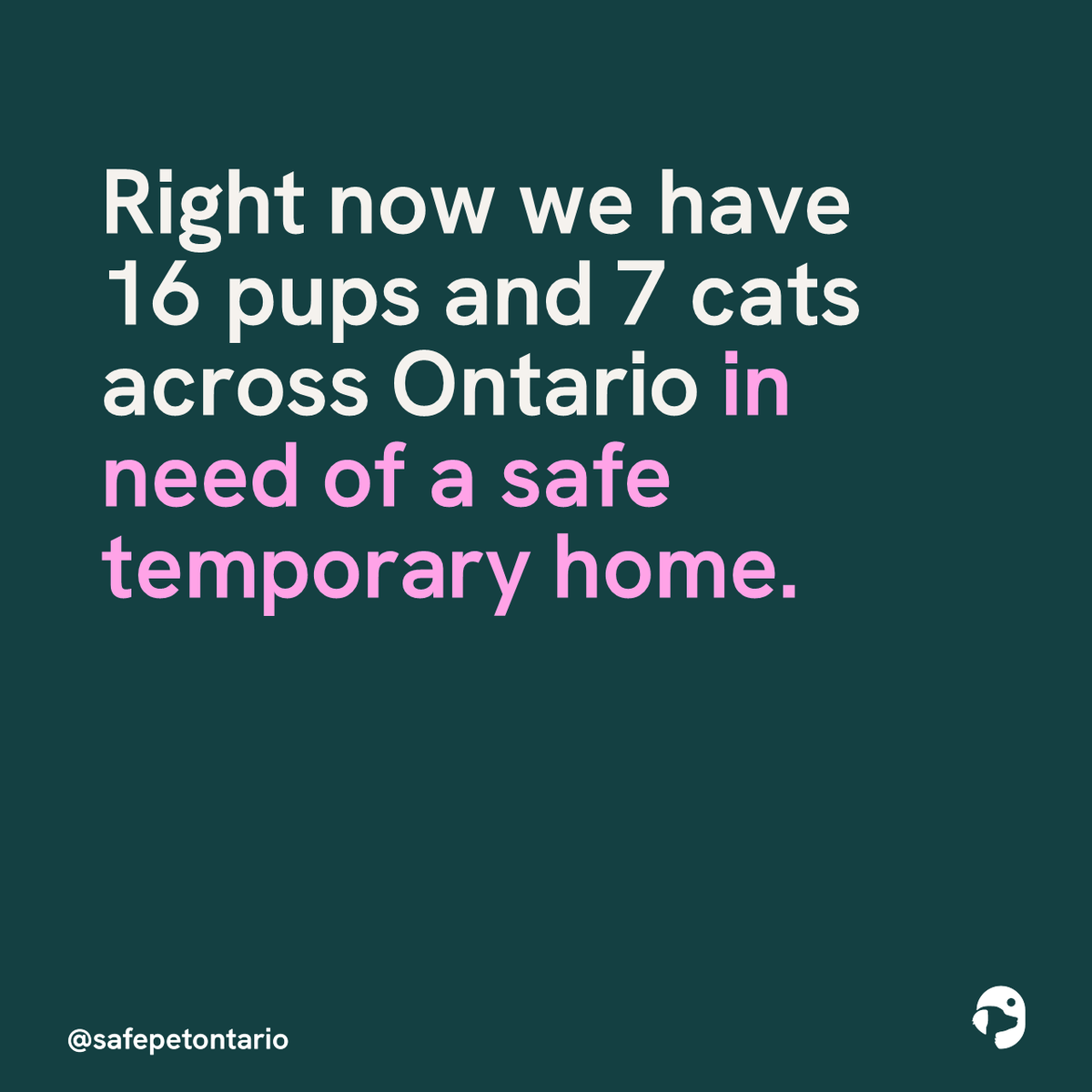 SafePetOntario's tweet photo. Research shows that 48% of survivors of family violence will delay leaving their abuser, or will not leave at all, if they can't take their pets with them to safety. Please consider opening your home to one of these pets so we can keep families safe. #theLink #PetsAreFamily https://t.co/7fDz1K12zG