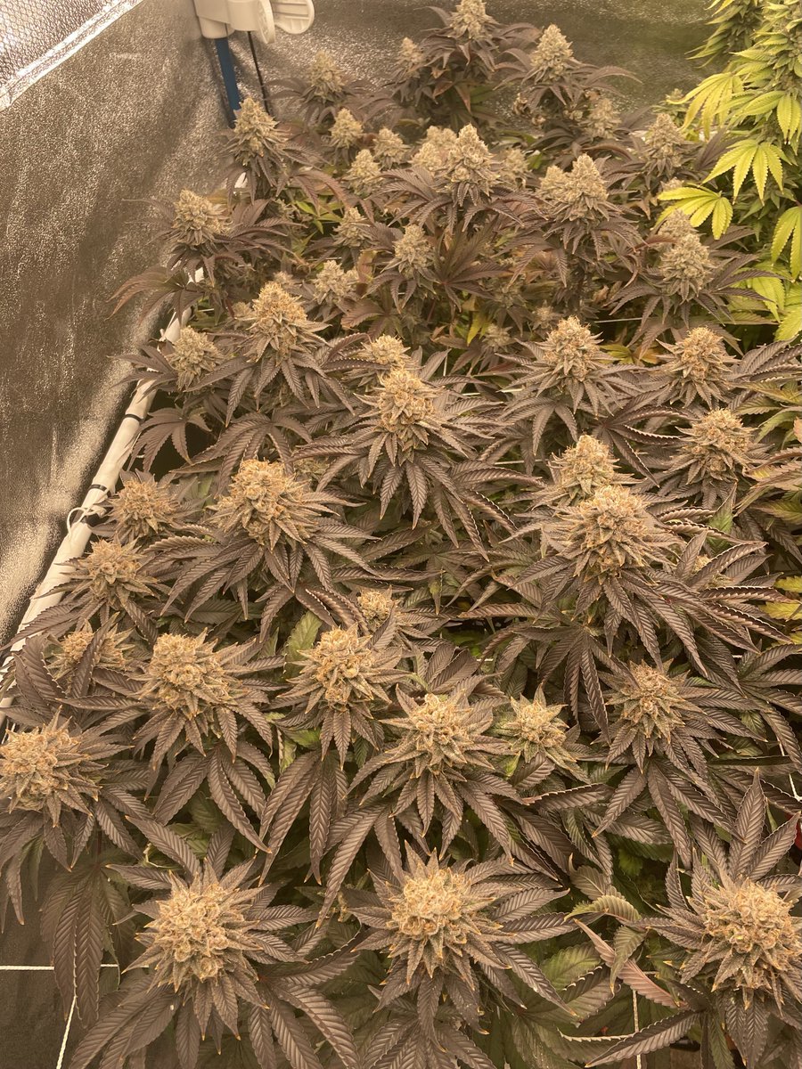 gps_seedbank's tweet photo. Dotz (Runtz x Stardawg) grown by Jake Genius and bred by Greenpoint Seeds. Feminized version now available!
#dotz #runtz #stardawg #gelato #zkittlez #chem4 #tresdawg #chemdog #chemdawg #feminizedseeds #regularseeds #cannabisculture #cannabiscommunity #greenpointseeds https://t.co/yv0Sjdvj3E