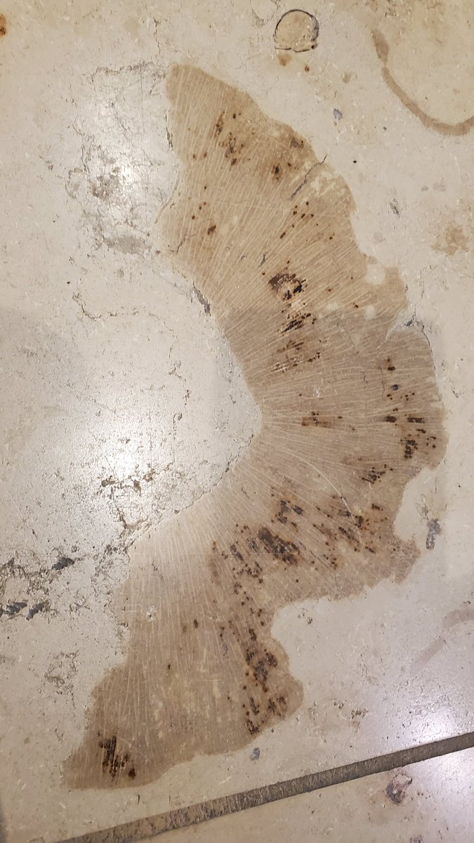 palaeoheda's tweet photo. Connecting flight to #EGU23 cancelled & rerouted to Berlin. Upside: there are beautiful ammonite and crinoid fossils all over the Jura Limestone pavement at Berlin Brandenburg. Bottom line: should've #traintoEGU. #UrbanPalaeontology #TithonianTuesday(?) https://t.co/ocJOe3f2kZ