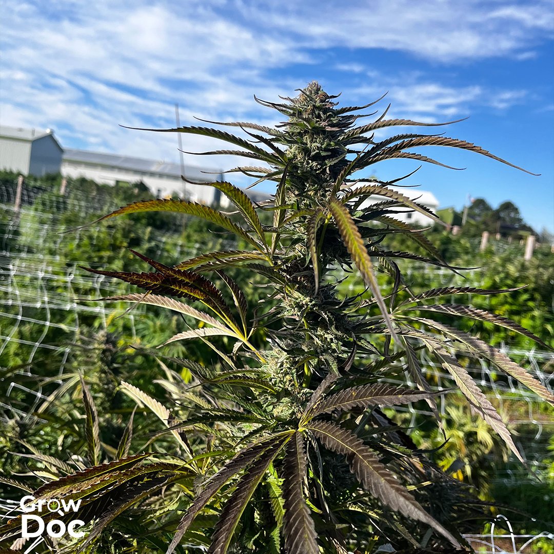 growdocapp's tweet photo. Spring is in the air, and for many cannabis enthusiasts, that means it's time to start planning their outdoor grows. From choosing the right strain to finding the perfect spot in your backyard, there are so many factors to consider. What are your favorite outdoor strains? https://t.co/H14VR4ULcM