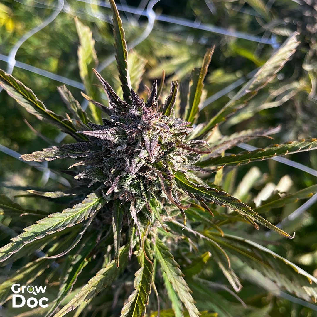 growdocapp's tweet photo. Spring is in the air, and for many cannabis enthusiasts, that means it's time to start planning their outdoor grows. From choosing the right strain to finding the perfect spot in your backyard, there are so many factors to consider. What are your favorite outdoor strains? https://t.co/H14VR4ULcM