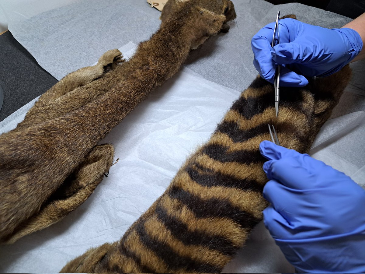 JackDAshby's tweet photo. An excellent day of #CollectionsBasedResearch with @ThatItchyGirl, as she searched our #thylacine skins at @ZoologyMuseum for fleas and their eggs. There's so much to learn from museum collections about the lives of these extinct #marsupials, and the ecosystems they once formed. https://t.co/4zpdEecsEf