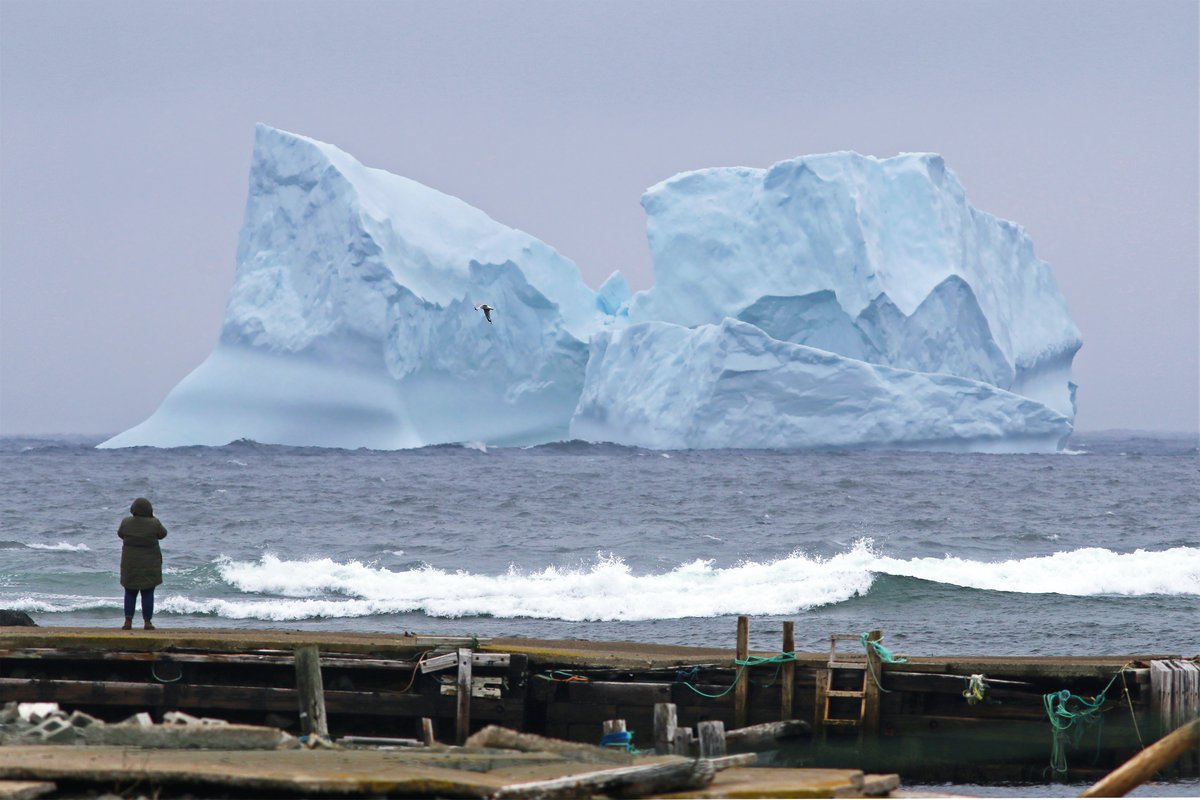 Chasing Giants. We took a break from a birding trip this weekend to appreciate this beautiful iceberg grounded off Ferryland. It was just as impressive in real life, despite the cool and drizzly weather. 

#NatureRocks #ExploreNL #NLwx #Newfoundland #Spring #Icebergs #KowaOptics