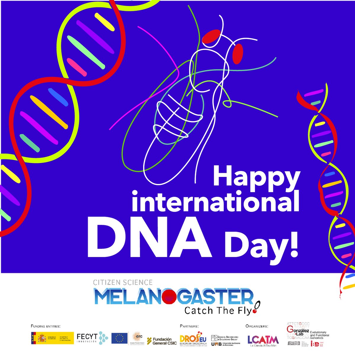 LCATMon's tweet photo. #DNADay23 
Celebramos el #DiaInternacionalDelDNA anunciando nuestra formación 2023 para profesores #TeachAndFly  de #MelanogasterCTF #CienciaCiudadana en #genomica de la adaptación con #Drosophila

19-20 de mayo #Zaragoza

@LCATMon
@GonzalezLab_BCN
@Dros_EU
@FECYT_Ciencia https://t.co/2R6hmzCfIl