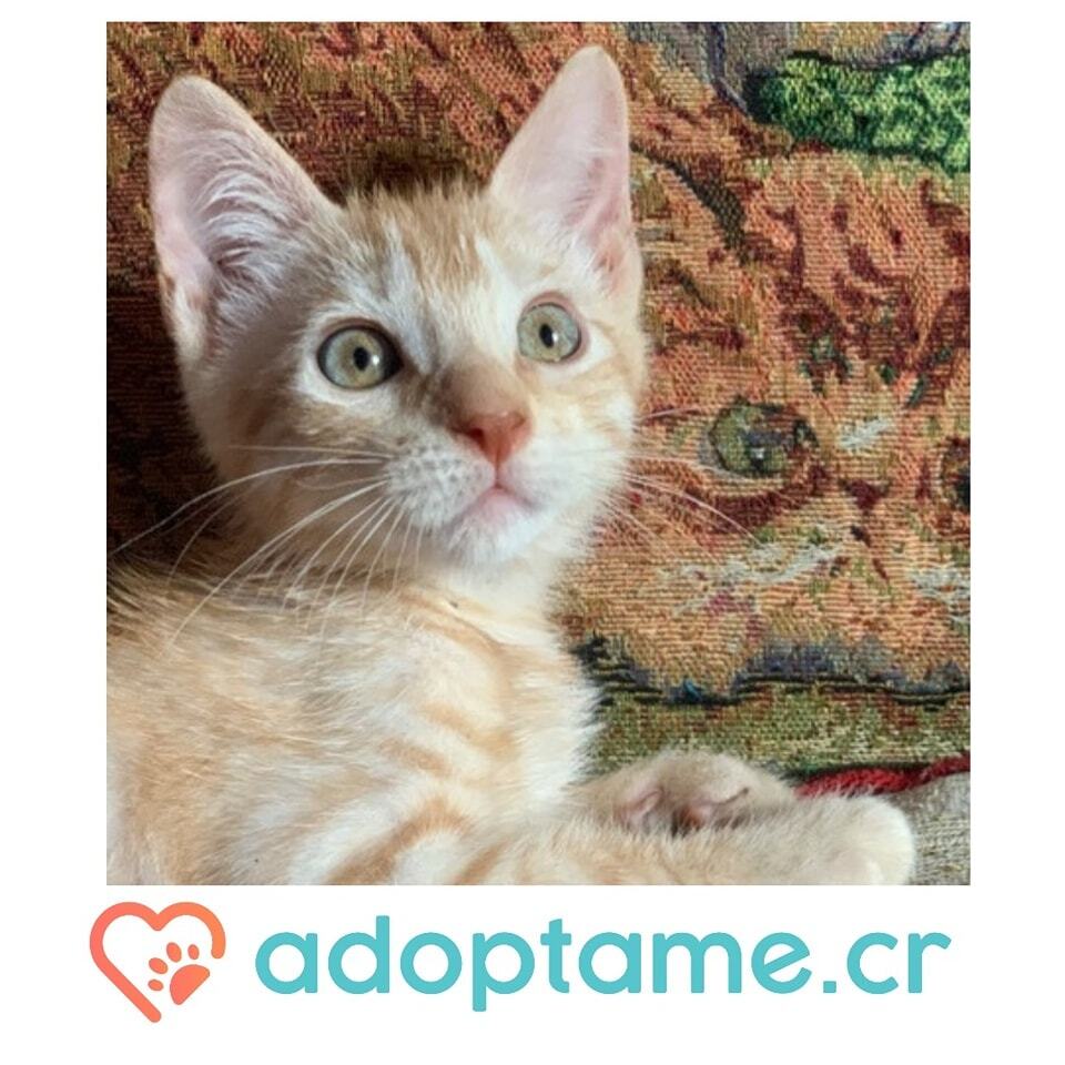 adoptame_cr's tweet photo. Gatito Macho en adopción responsable 

2 meses usa caja de arena come alimento.El adoptante debe castrarlo cuando tenga la edad adecuada.
.
.
.
Información en @adoptame.cr 

 #mascotascostarica #mascotascr #gatoscostarica https://t.co/0lapLKxJEh https://t.co/vXLn0GFZKx
