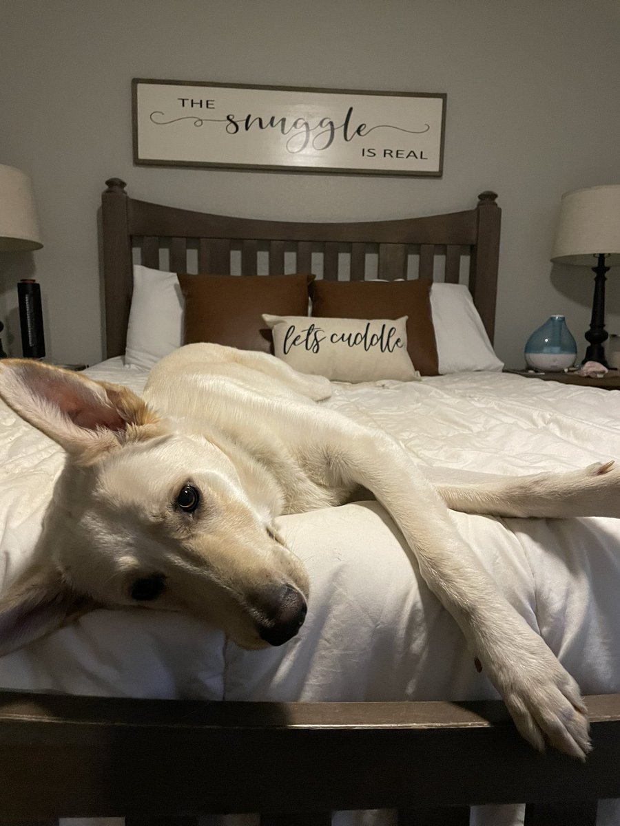 KenSok13's tweet photo. You’re suppose to here.. waking me up when you’re ready to play, following me to every room, pestering Yana and Boo… you’re suppose to me here my sweet Koa bear 🤍🐾🌈 https://t.co/fIMXQgjX0U